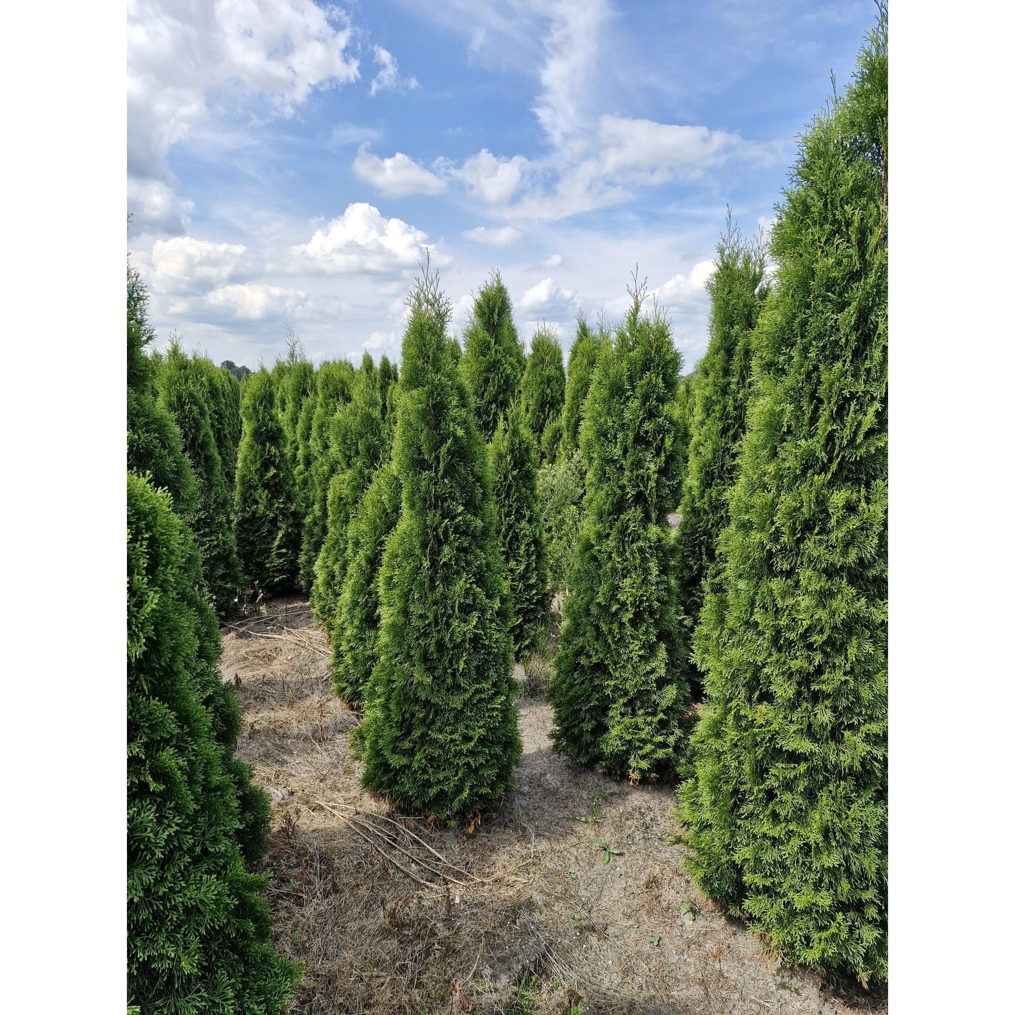 Thuja Smaragd - 250-275 cm